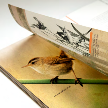 画一只鸟的书